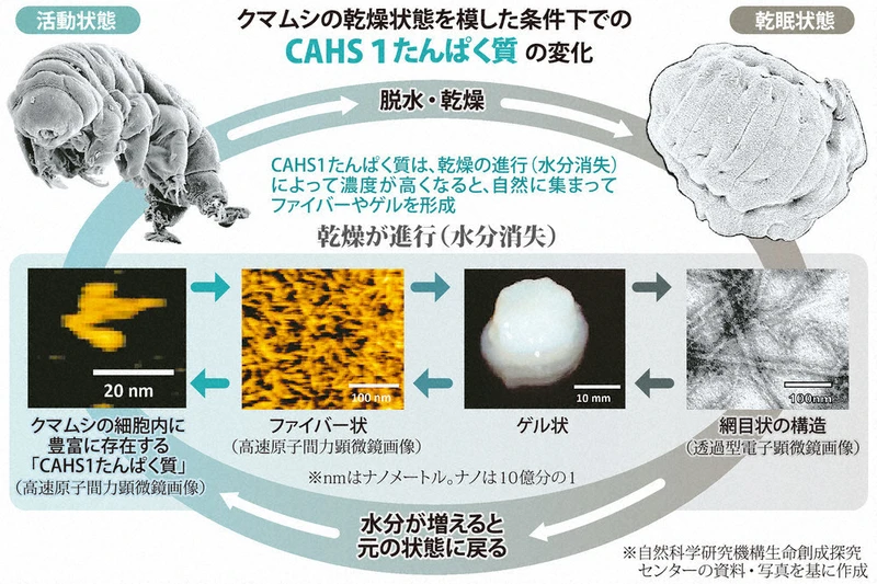 クマムシの驚異的な生存戦略引用画像