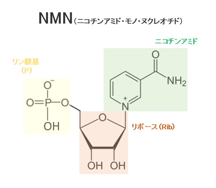 NMNの科学的基礎引用画像