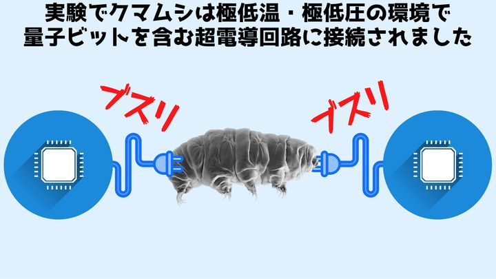 クマムシ研究の科学的・実用的応用引用画像