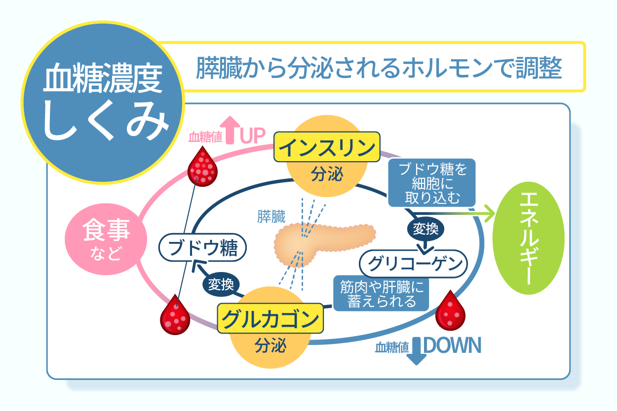 インスリンとグルカゴン：血糖値の調節者引用画像