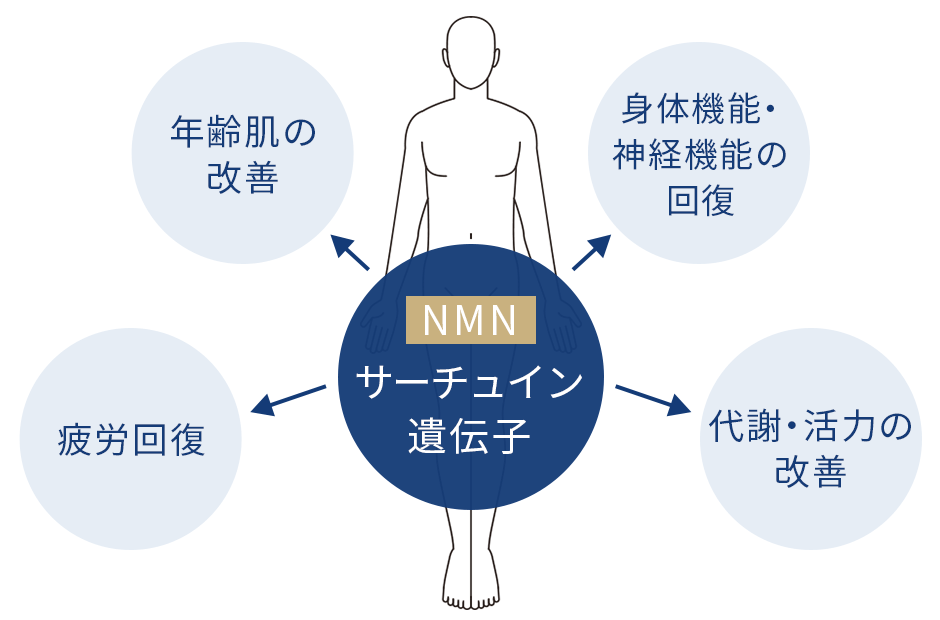 NMNの健康への効果引用画像