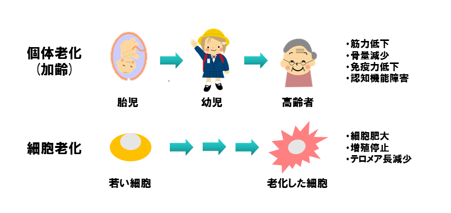 老化の影響引用画像