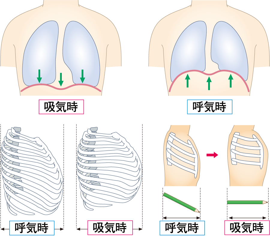 呼吸の基本メカニズム引用画像